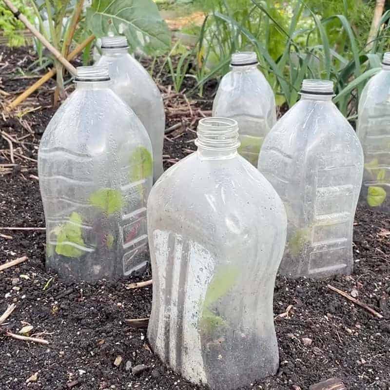 Gardening
