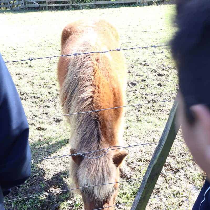 Donkey