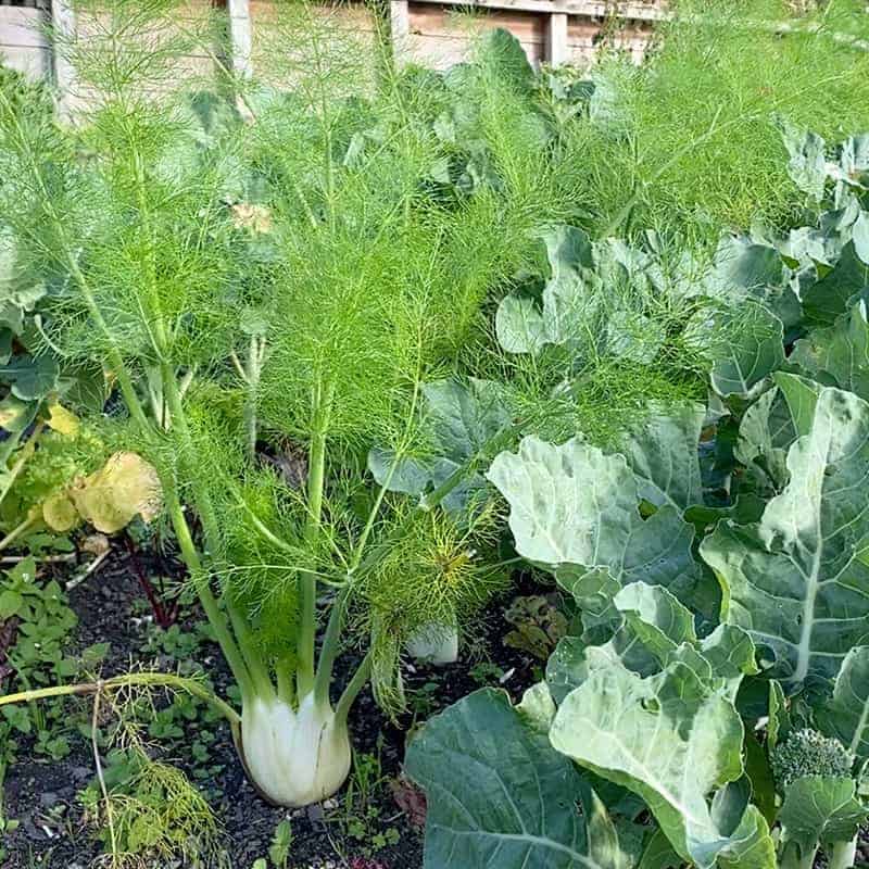 Fennel