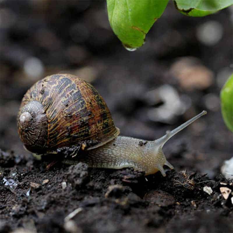 Snail