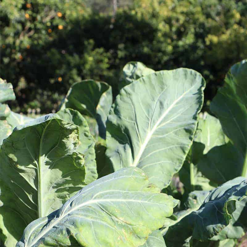 Veges